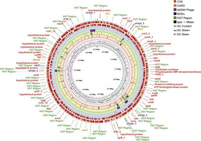 Comparative genomics and DNA methylation analysis of Pseudomonas aeruginosa clinical isolate PA3 by single-molecule real-time sequencing reveals new targets for antimicrobials